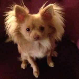 Meet your Posher, Carrie